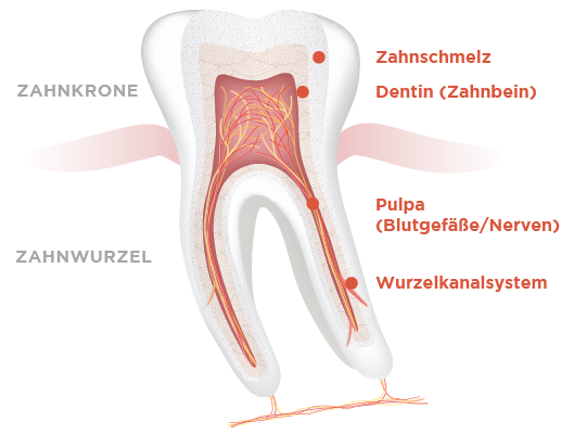 ble illu zahnaufbau 1
